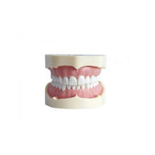 Bf Type Study Model with Soft Gum